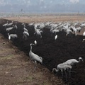 Cranes, Hula Valley in northern Israel
